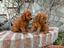 Immagine 5