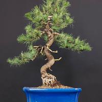 Bonsai di Pino Halepensis, 12 anni, 50 cm