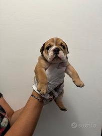 Cucciolo di bulldog inglese
