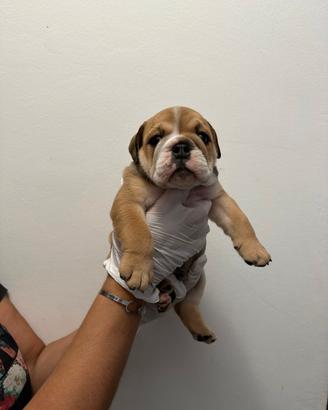 Cucciolo di bulldog inglese