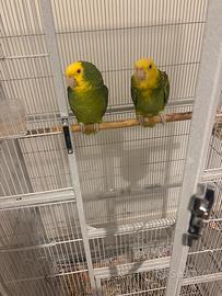 Coppia amazzoni oratrix