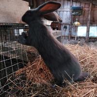 Conigli giganti pezzati o papillon