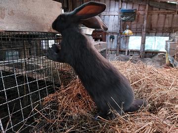 Conigli giganti pezzati o papillon