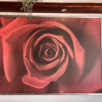 Quadro stampa Rosa Rossa