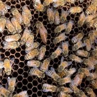 Disponibili sciami d'api