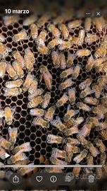 Disponibili sciami d'api