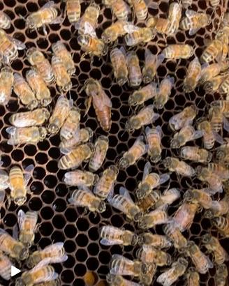 Disponibili sciami d'api