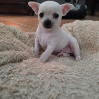 Cucciola di Chihuahua