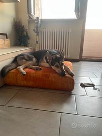 Cucciolone di 12 mesi