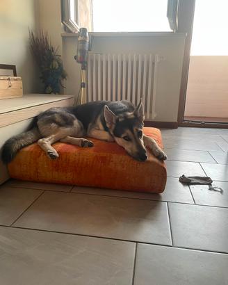 Cucciolone di 12 mesi