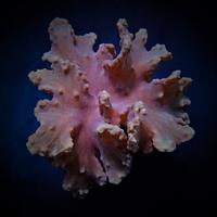 Sinularia dura rosa sfumature verdi