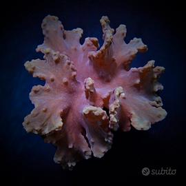 Sinularia dura rosa sfumature verdi