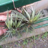 pianta di tillandsia