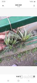 pianta di tillandsia