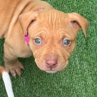 Cuccioli di Pitbull Red Nose, occhi chiari