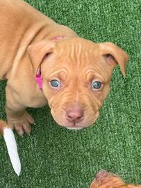 Cuccioli di Pitbull Red Nose, occhi chiari