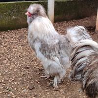 Galli moroseta 7 mesi