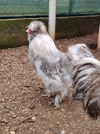 Galli moroseta 7 mesi