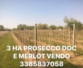 Vigneto di 3 ha con prosecco