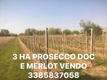 Vigneto di 3 ha con prosecco