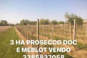 Vigneto di 3 ha con prosecco
