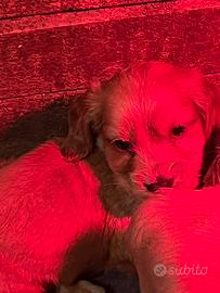 Cuccioli Kocher spaniel inglesi