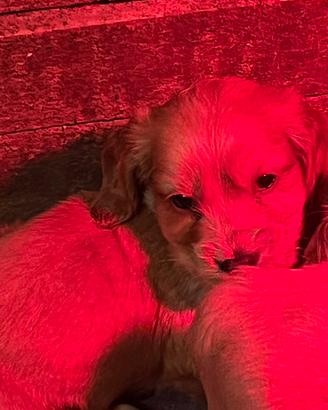 Cuccioli Kocher spaniel inglesi