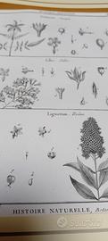 Antica stampa di botanica originale anno 1700 