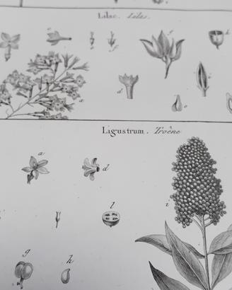 Antica stampa di botanica originale anno 1700 