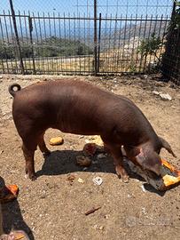 Maiali incrocio duroc