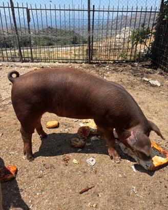 Maiali incrocio duroc