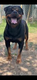 Rottweiler stallone per monte accoppiamento