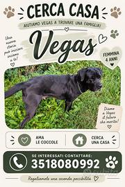 Labrador