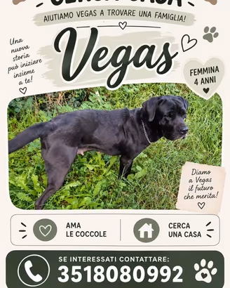 Labrador