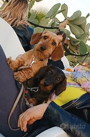 Cuccioli di Bassotto Nano Pelo Duro