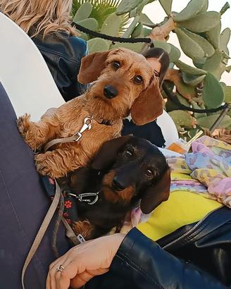 Cuccioli di Bassotto Nano Pelo Duro