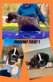 Cuccioli boxer