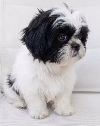 Cucciola shihtzu con pedegree 