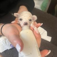 Cuccioli di maltipoo maschi e femmine