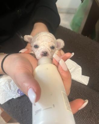 Cuccioli di maltipoo maschi e femmine