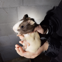 Porcellini d'india -cavie giovani maschi