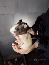 Porcellini d'india -cavie giovani maschi