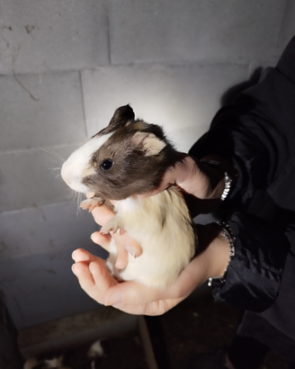 Porcellini d'india -cavie giovani maschi