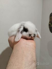 Coniglio nano ariete