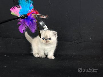 Cucciole di Exotic shorthair e persiani