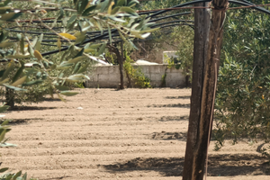 Terreno agricolo a Monteiasi