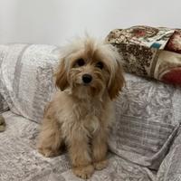 Maltipoo trattativa in privato