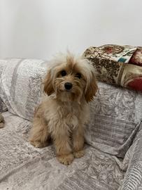 Maltipoo trattativa in privato