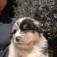 Pastore Australiano con pedigree ENCI