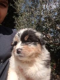 Pastore Australiano con pedigree ENCI